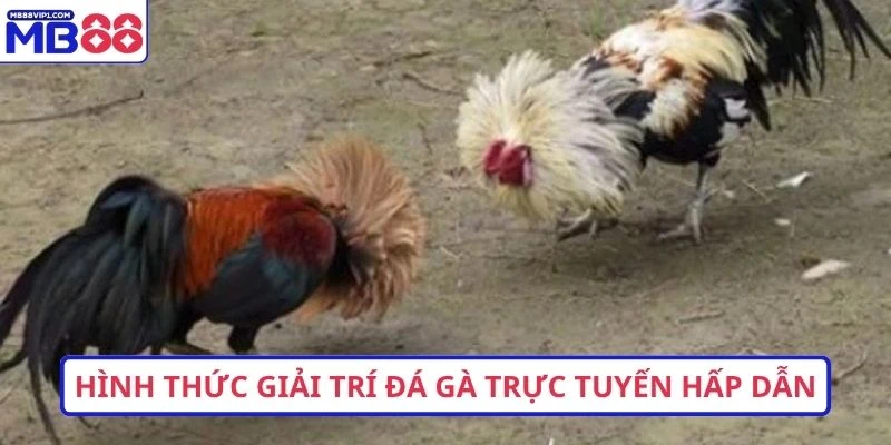 Hình thức giải trí đá gà trực tuyến hấp dẫn